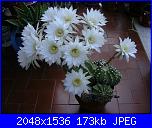 Piante grasse-piante-grasse-003-jpg