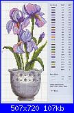 Cerco schema fiore iris-iris-jpg