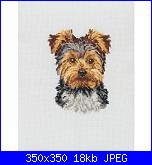 Cercasi schema yorkshire-yorky-jpg