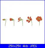 Calas Azules Guardare per credere.....-nasturzio-fiore1a-jpg