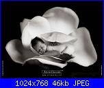 schema anne geddes-anne-geddes-01-jpg