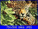 Cerco schema "Leopard in Repose" dimension-leopard-repose-jpg