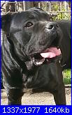 Cerco schema Cane Corso-20140213_113759-1-1-jpg