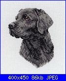 schema labrador-a8d1dec59fa78344e4aa4cf0239f35eb-jpg