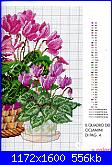 Schema ciclamino-fiori-2-jpg