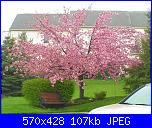 Schema alberi di ciliegio o sakura-5-font-b-seeds-b-font-japanese-flowering-cherry-tree-font-b-seeds-b-font-font-jpg