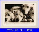 Schema cani golden retrievers-fb_img_1464854437423-jpg