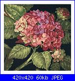 Hydrangea Bloom-img_2881-jpg