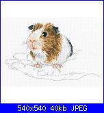 Guinea pig/ Porcellino d'india-0050c8efc6d95469f472e771798701c7-jpg