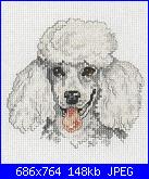 Cane barboncino-barboncino-2-jpg