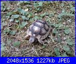 foto di alcuni dei miei lavoretti - bamby-2012-08-31-16-25-48-jpg