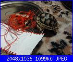 foto di alcuni dei miei lavoretti - bamby-2012-11-20-18-12-24-jpg