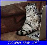 i miei lavori: mamma paola-o-miomao-iddio-cosa-mi-tocca-leggere-jpg