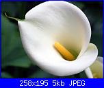 Auguri a Ciana-imagesz-jpg