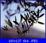 17 Aprile: Domenica delle palme-images-5-jpeg