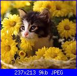 buon compy frà-gatto-jpg