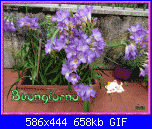 martedì 4 luglio 2017-fresie_10-gif