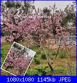 Mercoled? 30 marzo 2022-photocollage_20223309312256-jpg