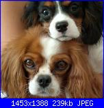 lo so che sono solo ....cani.-2012-07-19-048_1-jpg