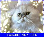 La mia Sissi sta' malissimo!!!-24072011049-001-jpg