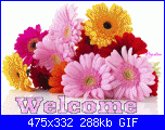 biunna81: mi presento-istock-gerber-daisy-bunch-gif