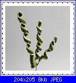 foglie all'uncinetto-423021_369106556443436_109302921_n-jpg