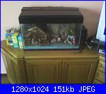 Alberi di Natale delle crocettine-fotografie-0010b-jpg