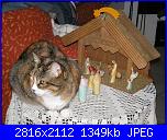 Foto "I nostri alberi di Natale e i nostri presepi"-001-jpg