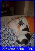 ecco la mia gattina...-lmw1vib2xakhxrgd1ywp-%5B%5D-jpg
