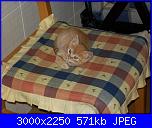 Vi presento il coccolone di casa!!!-100_0247-jpg