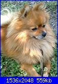 il mio  piccolo spitz-foto0090_001-jpg