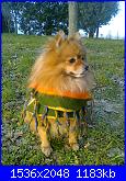 il mio  piccolo spitz-foto0348_001-jpg