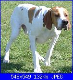 Ogni tanto una buona notizia!-pointer-jpg