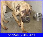 Zen- Zero: una storia a lito fine!-zenzero-jpg