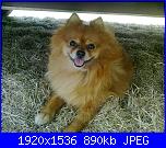 il mio  piccolo spitz-foto0481_001-jpg