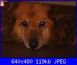 I miei amici a 4 zampe!!!-dsc01313-jpg