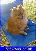 il mio  piccolo spitz-foto0524-jpg