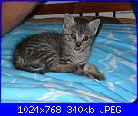 La mia piccola tribù!-sam_0187-jpg