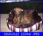 Questa è Lulù!!-lul-003-jpg