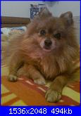 il mio  piccolo spitz-foto0712-jpg