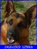 Vi presento i miei pastori tedeschi-fotos-089-copia-jpg