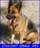 Vi presento i miei pastori tedeschi-fotos-096-copia-jpg