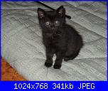 La mia piccola tribù!-sam_0318-jpg