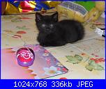 La mia piccola tribù!-sam_0302-jpg