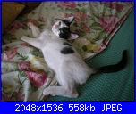 E' arrivato Merlino.-dscn2315-jpg