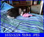 una nuova pelosetta-viola3-jpg