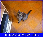 una nuova pelosetta-penny-jpg