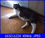 una nuova pelosetta-tobi-jpg