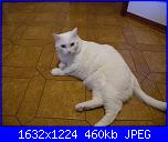 una nuova pelosetta-sindar-jpg