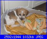 E' arrivato un cucciolo in casa!-sdc12377-jpg